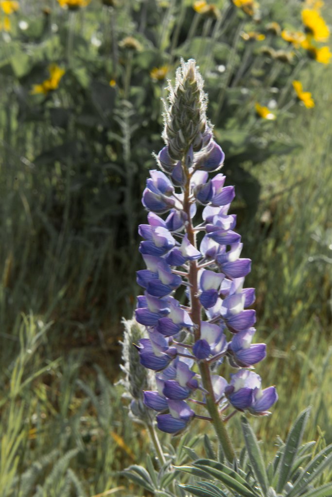 D80_3429.jpg - Broad-Leaf Lupine