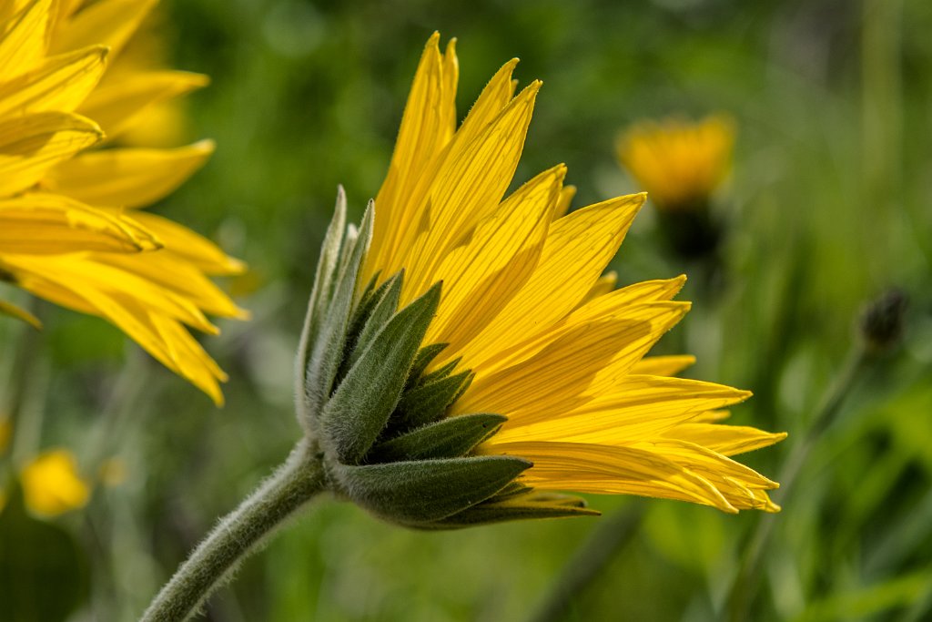 D80_3550.jpg - Balsamroot