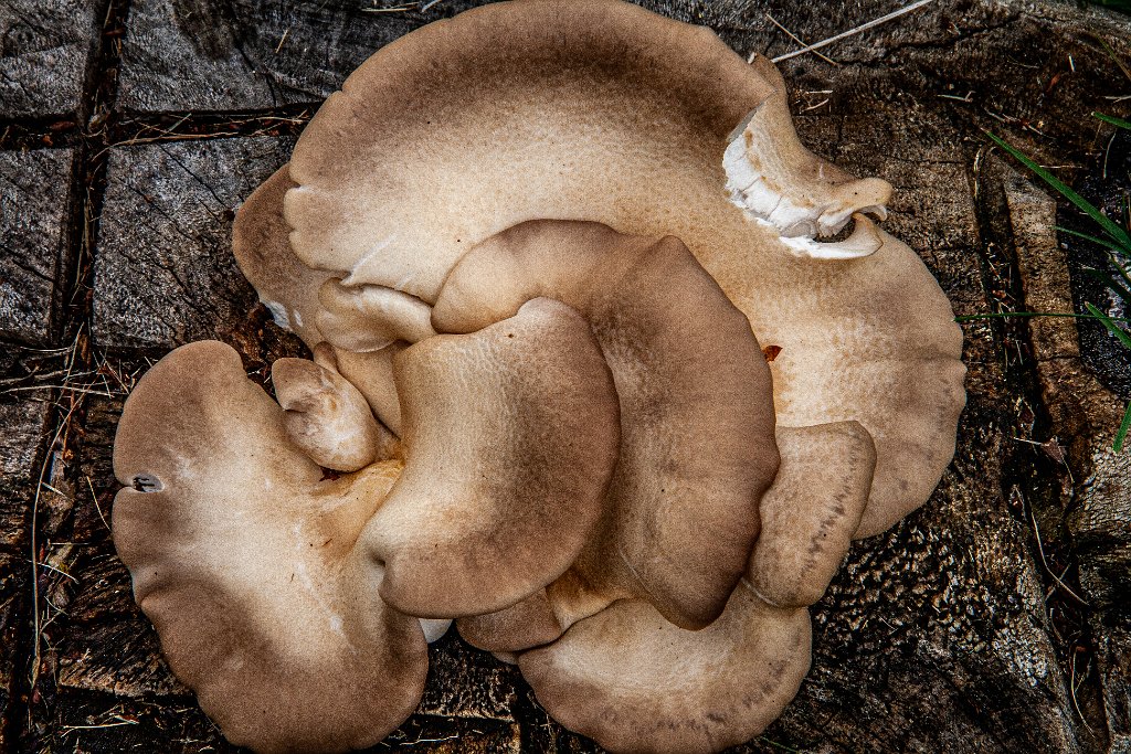 IMG_0002.jpg - Shrooms