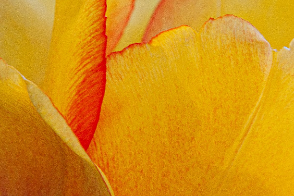 IMG_9376.jpg - tulip