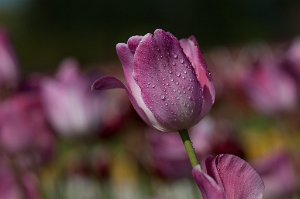 30S_7324