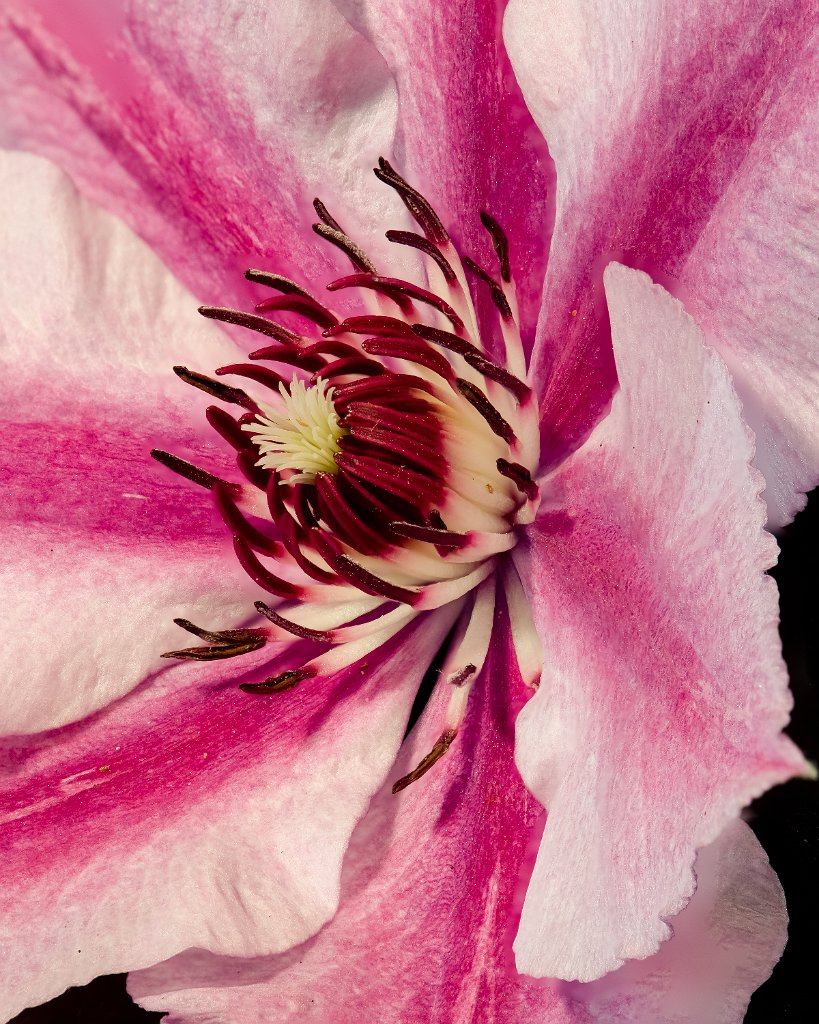 FLOWER-2.jpg - Clematis