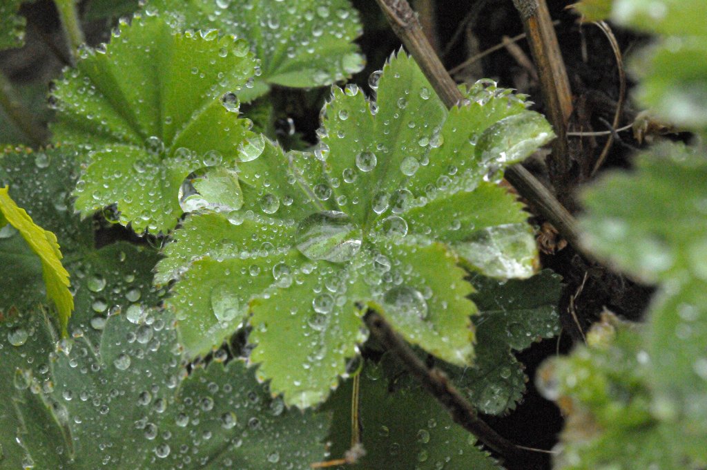 flowers-161.jpg - Green and wet.  Maybe strawberry?