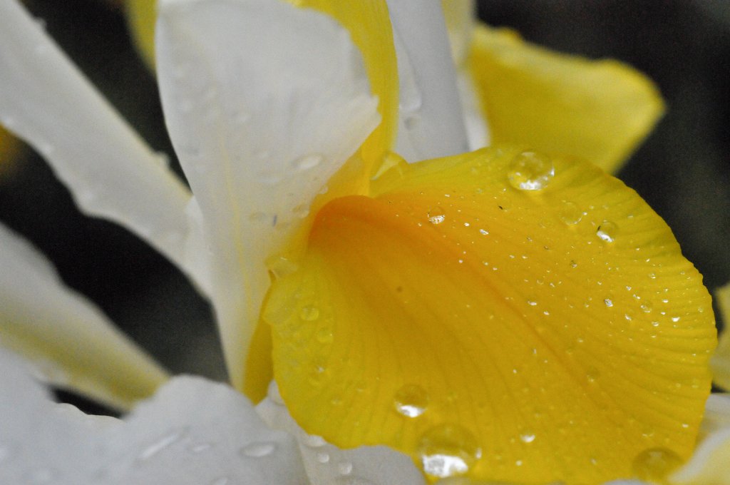flowers-164.jpg - Yellow -N-White