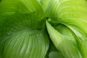 Hostas