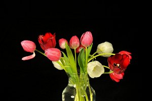 flowers-104