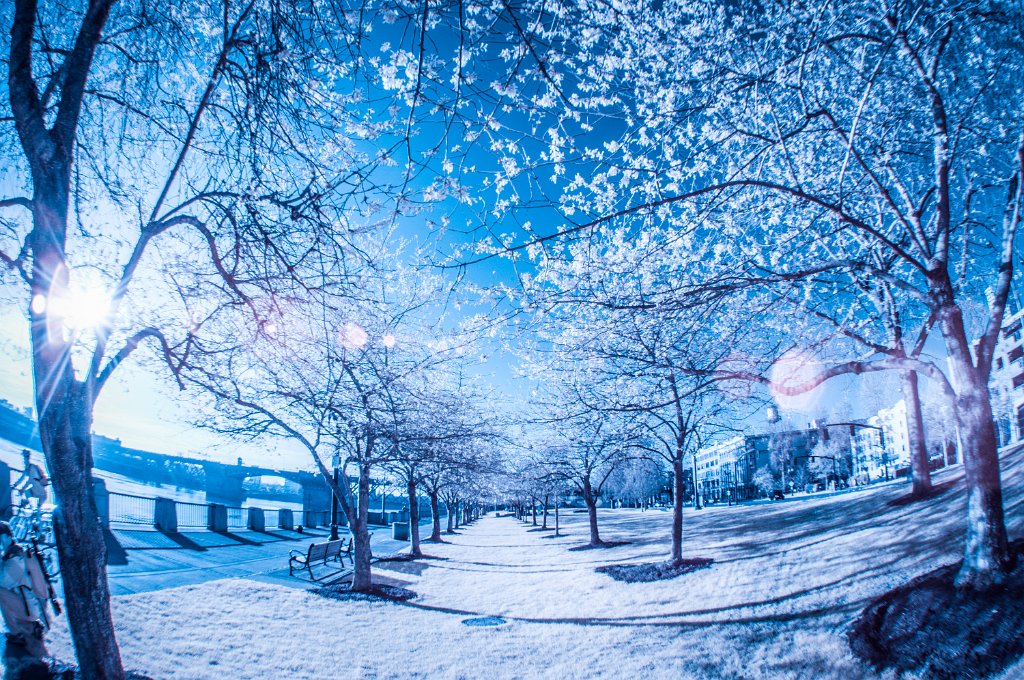 IRC_7571-Edit.jpg - Waterfront Cherry trees