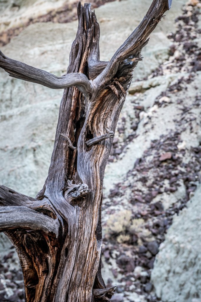 D85_1990.jpg - Blue Basin Unit, John Day Fossil Beds