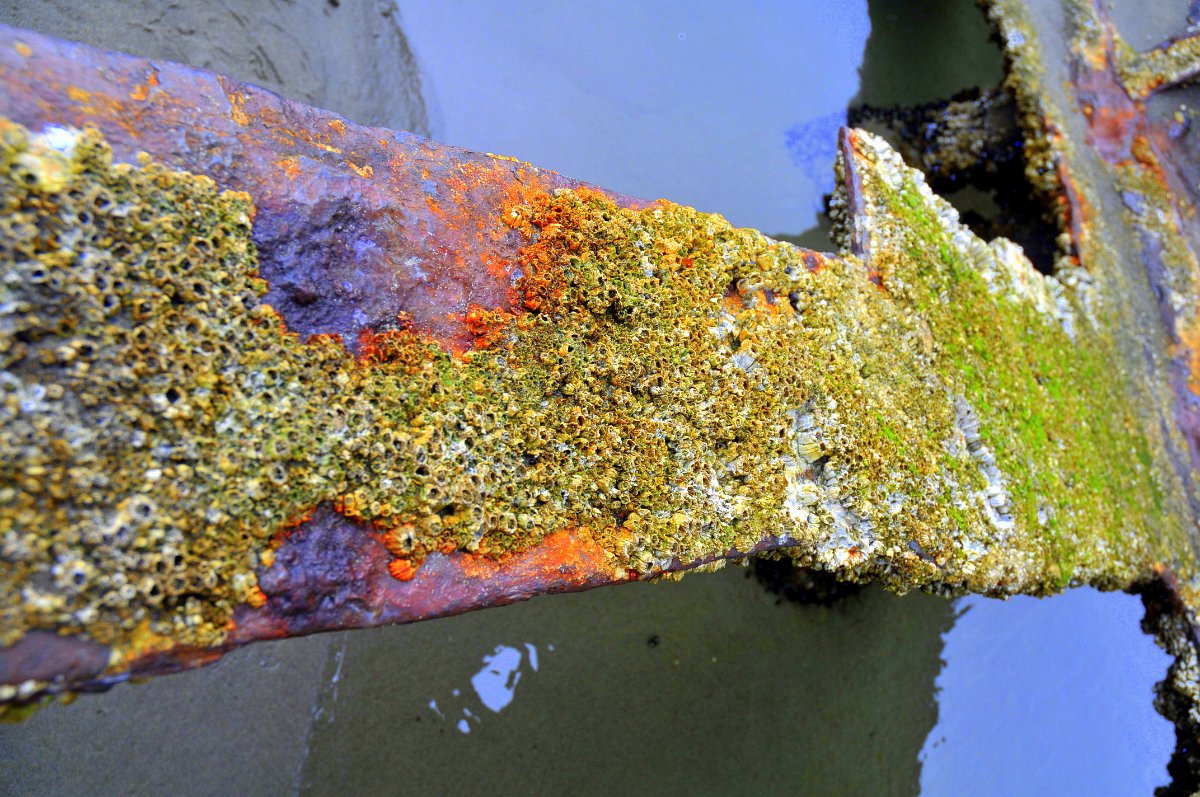 D08_2112.jpg - Peter Iredale Shipwreck