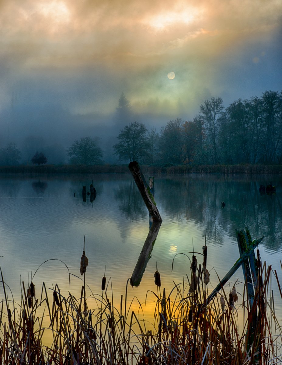 D80_8552_HDR-Edit.jpg - Vernonia log pond