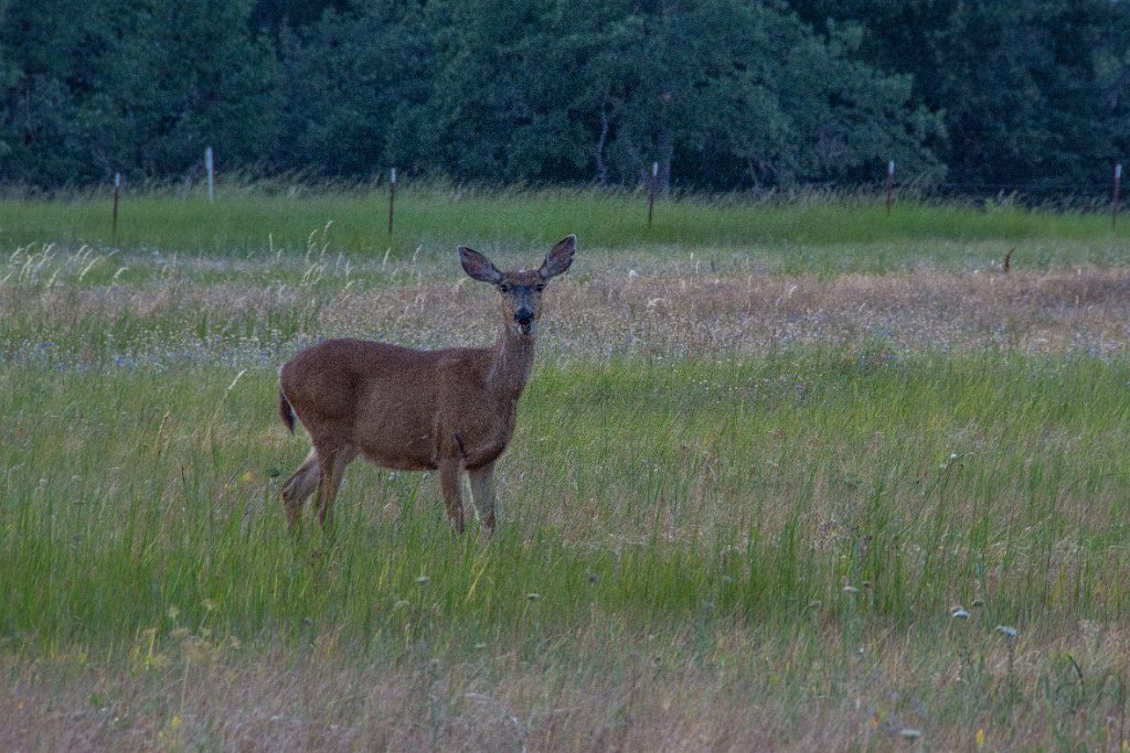 710_7595.jpg - Yes, Deer