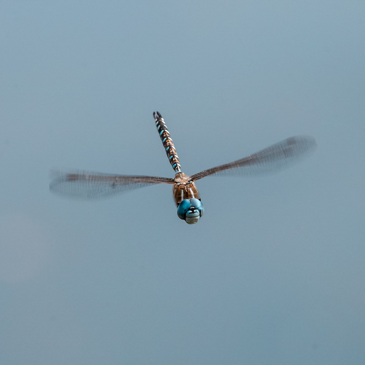 D05_8004-Edit.jpg - Dragonfly