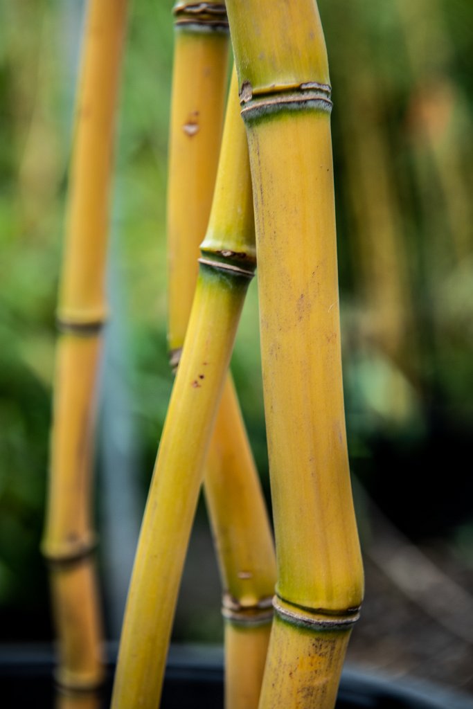 D80_0773.jpg - Bamboo Nursery
