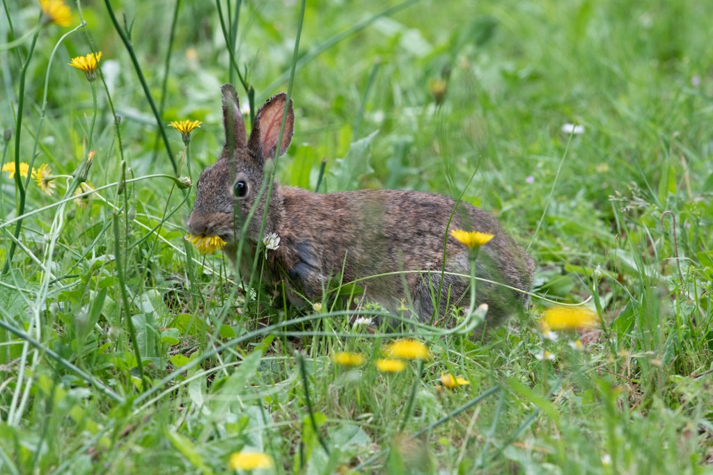 D85_0273.jpg - Bunny