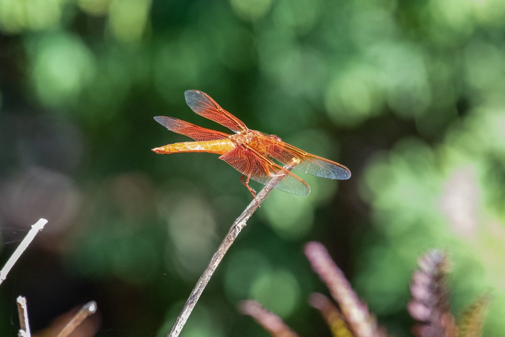 D85_1233.jpg - Flame Skimmer