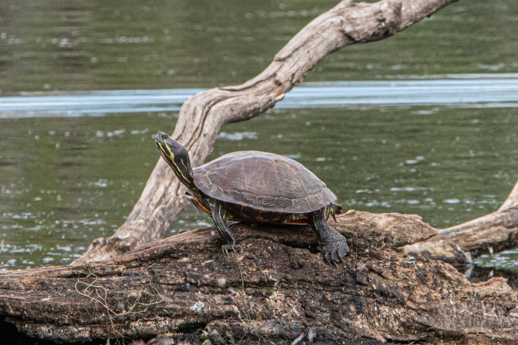 D85_2613.jpg - Western Painted Turtle