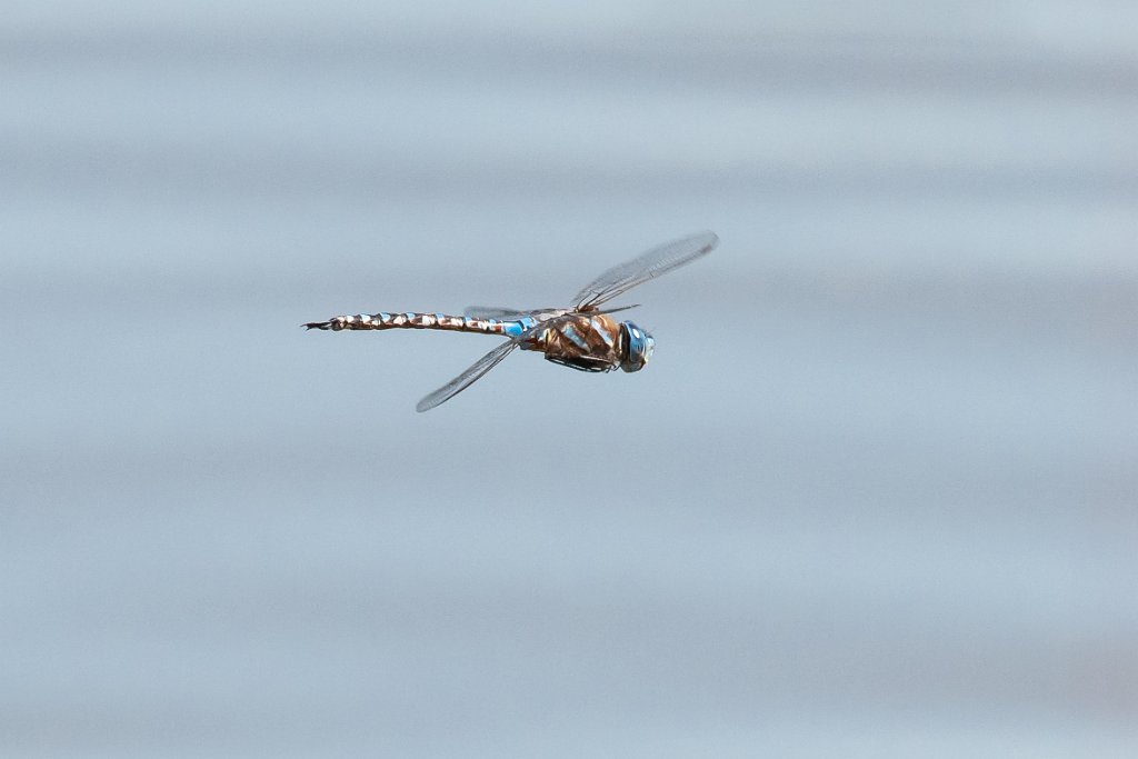 D85_2720.jpg - Blue-eyed Darner