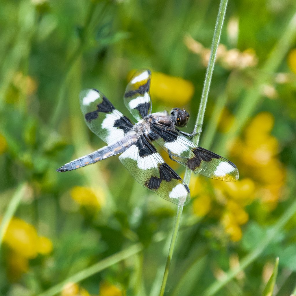 D85_3095-Edit.jpg - Twelve-spotted Skimmer