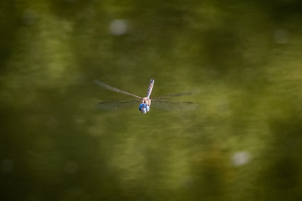 D85_4028.jpg - Dragonfly