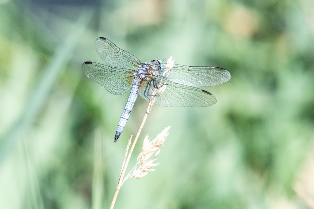 D85_6455.jpg - Blue Dasher