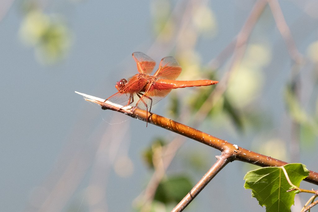 D85_6536.jpg - Flame Skimmer Dragonfly