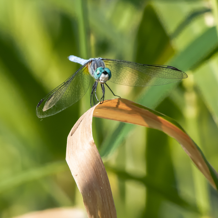 D85_6991.jpg - Blue Dasher