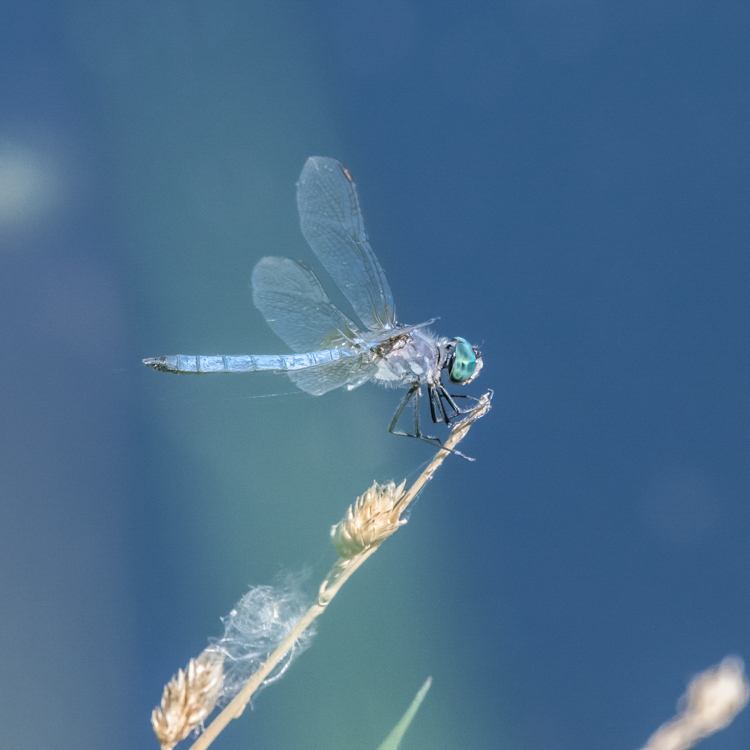 D85_7018-Edit.jpg - Blue Dasher