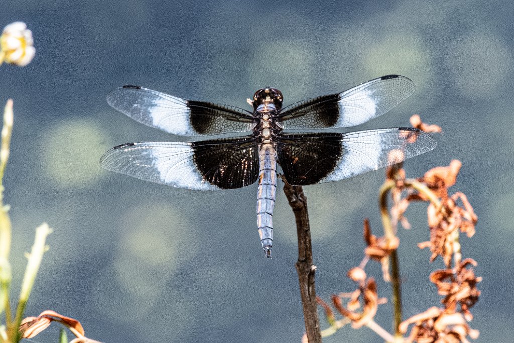 D85_8415.jpg - Dragonfly