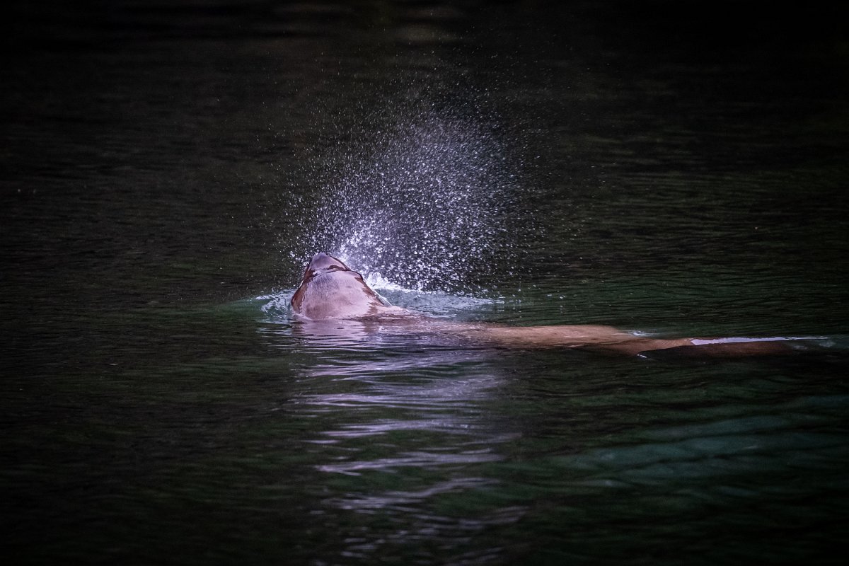 Z09_1147.jpg - Sea Lion, Lewis River, WA