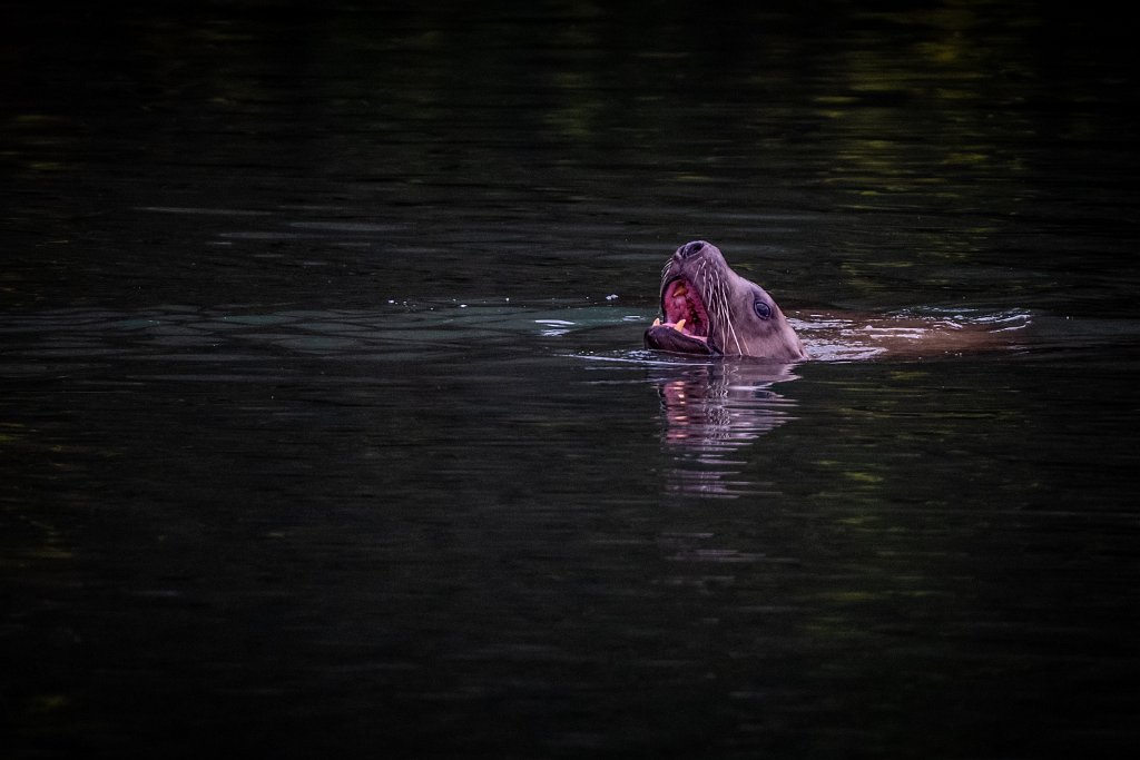 Z09_1165.jpg - Sea Lion, Lewis River, WA