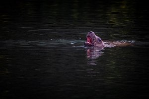 Z09_1165