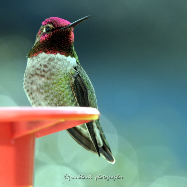 Hummingbird-2.jpg