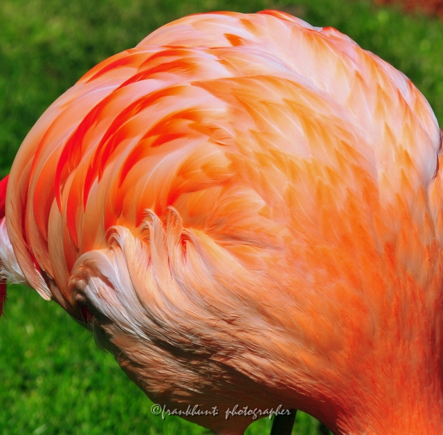 flamingo.jpg