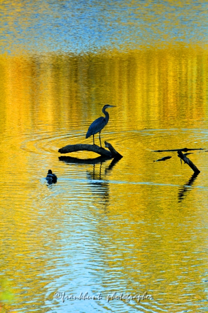 heron.jpg