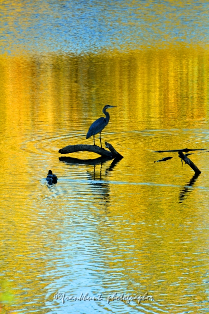 heron.jpg