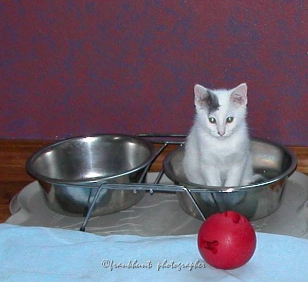kitty_in_bowl.jpg