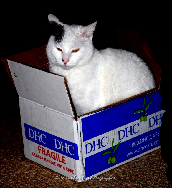 lucy_in_box.jpg