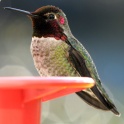 Hummingbird-1