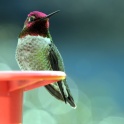 Hummingbird-2