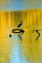 heron