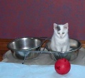 kitty_in_bowl