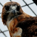 red_tail_hawk