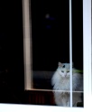 stewart_in_window