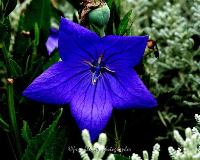 blue-1.jpg