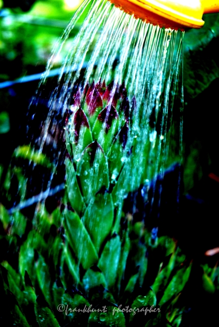 cactus+water.jpg