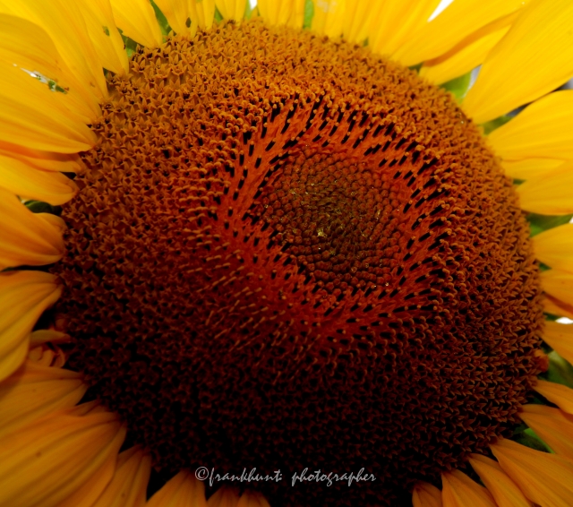 sunflower-5.jpg