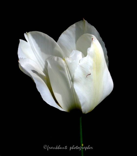 tulip-1.jpg