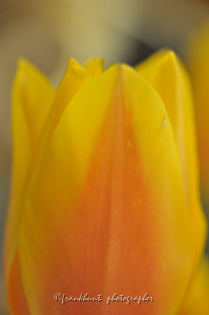 tulip-14.jpg