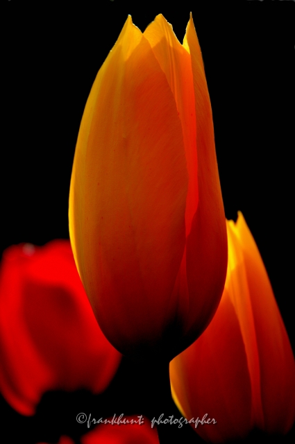 tulip-71.jpg