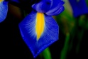 blue-2